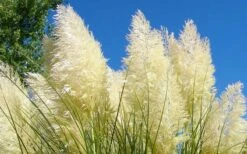 White Pampas Grass - 1 Gallon Pot -Plant Lover House Shop Picture Pampas Grass White 4