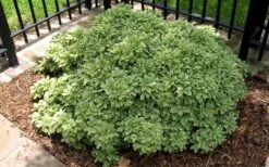 Variegated Pittosporum - Japanese Mock Orange - 1 Gallon Pot -Plant Lover House Shop Picture Pittosporum Variegated Shrub 1