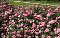 Sweet Drift Groundcover Rose - 1 Gallon Pot -Plant Lover House Shop Picture Rose Drift Sweet 1