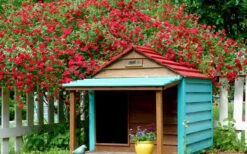 Red Cascade Miniature Climbing Rose - 6 Pack Of 1 Gallon Pots -Plant Lover House Shop Picture Rose Red Cascade 1 1