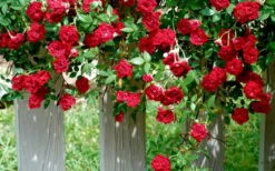 Red Cascade Miniature Climbing Rose - 2.5 Quart Pot -Plant Lover House Shop Picture Rose Red Cascade 11 2