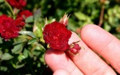 Red Cascade Miniature Climbing Rose - 2.5 Quart Pot -Plant Lover House Shop Picture Rose Red Cascade 5 2