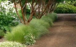 Pony Tails Mexican Feather Grass - Stipa Tennuissima - 1 Gallon Pot -Plant Lover House Shop Picture Stipa Tenuissima 10 1