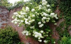 Chinese Snowball Viburnum Bush - 7 Gallon Pot (2-3') -Plant Lover House Shop Picture Viburnum Chinese Snowball Espalier 1
