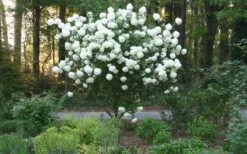 Chinese Snowball Viburnum Bush - 7 Gallon Pot (2-3') -Plant Lover House Shop Picture Viburnum Chinese Snowball Tree 1 1