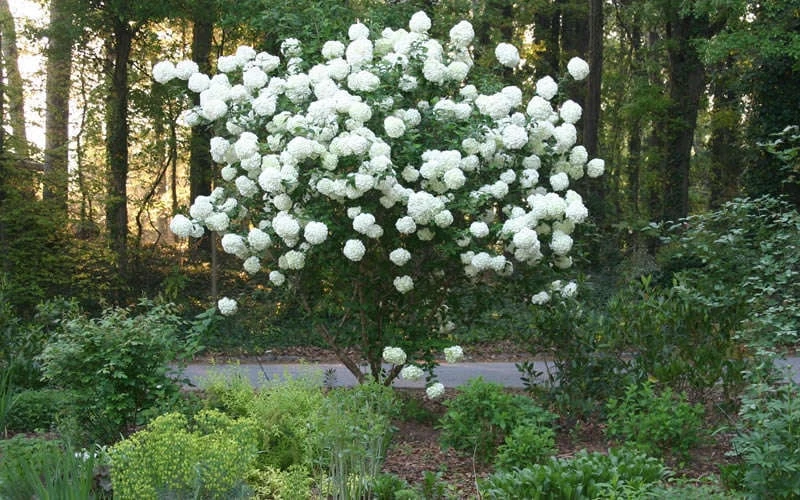 Chinese Snowball Viburnum Bush - 6 Pack Of 1 Gallon Pots 9 Chinese Snowball Viburnum Bush - 6 Pack Of 1 Gallon Pots - Image 7