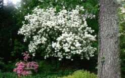 Chinese Snowball Viburnum Bush - 3 Gallon Pot -Plant Lover House Shop Picture Viburnum Chinese Snowball Tree 2