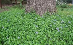 Evergreen Periwinkle - Vinca Minor - 18 Count Flat Of Pint Pots -Plant Lover House Shop Picture Vinca Minor Around tree