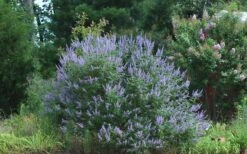 Blue Chaste Tree - Vitex Agnus-castus - 1 Gallon Pot -Plant Lover House Shop Picture Vitex Chaste Tree 4