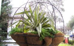 Color Guard Yucca - 2 Gallon Pot -Plant Lover House Shop Picture Yucca Color Guard Basket 1