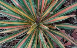 Color Guard Yucca - 2 Gallon Pot -Plant Lover House Shop Picture Yucca Color Guard Fall Color