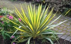 Color Guard Yucca - 2 Gallon Pot -Plant Lover House Shop Picture Yucca Color Guard Plant