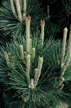 Japanese Black Pine - Pinus Thunbergii - 3 Gallon Pot -Plant Lover House Shop Pine Japanese Black 29