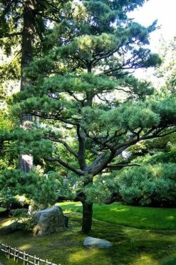 Japanese Black Pine - Pinus Thunbergii - 3 Gallon Pot -Plant Lover House Shop Pine Japanese Black 5