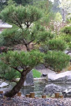 Japanese Black Pine - Pinus Thunbergii - 3 Gallon Pot -Plant Lover House Shop Pine Japanese Black 7