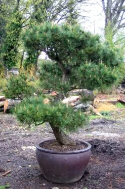 Japanese Black Pine - Pinus Thunbergii - 3 Gallon Pot -Plant Lover House Shop Pine Japanese Black In Pot 1
