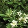 Green Pittosporum (Japanese Mock Orange) - 3 Gallon Pot 2 Green Pittosporum (Japanese Mock Orange) - 3 Gallon Pot -Plant Lover House Shop Pittosporum Green 500x750 1