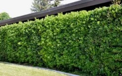 Green Pittosporum (Japanese Mock Orange) - 3 Gallon Pot -Plant Lover House Shop Pittosporum Green Tall Hedge