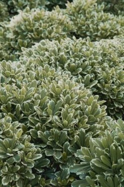 Mojo Dwarf Variegated Pittosporum - 2 Gallon Pot -Plant Lover House Shop Pittosporum Mojo 11 1