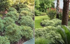 Mojo Dwarf Variegated Pittosporum - 1 Gallon Pot 12 Mojo Dwarf Variegated Pittosporum - 1 Gallon Pot -Plant Lover House Shop Pittosporum Mojo 6