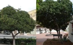 Green Pittosporum (Japanese Mock Orange) - 3 Gallon Pot -Plant Lover House Shop Pittosporum Tree Form