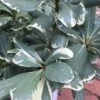 Variegated Pittosporum - Japanese Mock Orange - 1 Gallon Pot 1 Variegated Pittosporum - Japanese Mock Orange - 1 Gallon Pot -Plant Lover House Shop Pittosporum Variegated 10
