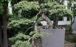 Variegated Pittosporum - Japanese Mock Orange - 1 Gallon Pot -Plant Lover House Shop Pittosporum Variegated Bonsai