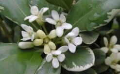 Variegated Pittosporum - Japanese Mock Orange - 1 Gallon Pot -Plant Lover House Shop Pittosporum Variegated Flowers 1