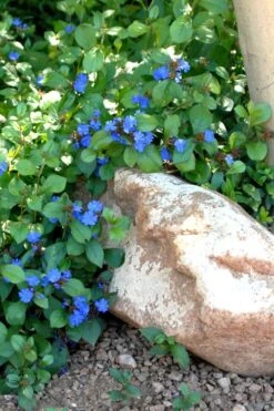Hardy Blue Plumbago (Ceratostigma Plumbaginoides) - 1 Gallon Pot -Plant Lover House Shop Plumbago Ceratostigma Rev 500x750 2
