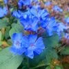 Hardy Blue Plumbago (Ceratostigma Plumbaginoides) - 1 Gallon Pot -Plant Lover House Shop Plumbago Hardy Blue 20 1