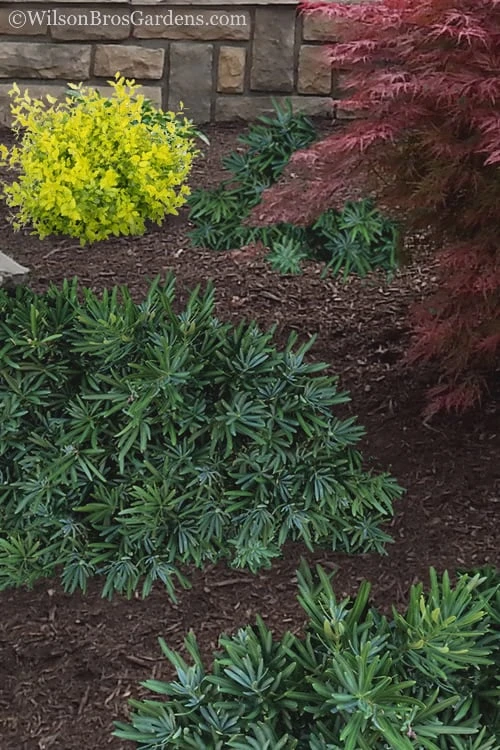 Pringles Dwarf Podocarpus Yew - 6 Pack Of 1 Gallon Pots 6 Pringles Dwarf Podocarpus Yew - 6 Pack Of 1 Gallon Pots - Image 4