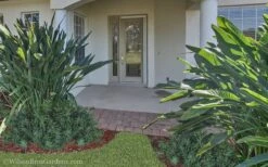 Pringles Dwarf Podocarpus Yew - 3 Gallon Pot 12 Pringles Dwarf Podocarpus Yew - 3 Gallon Pot -Plant Lover House Shop Podocarpus Pringles 21 2