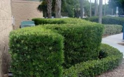 Podocarpus Macrophyllus Upright Yew - 3 Gallon Pot -Plant Lover House Shop Podocarpus Upright Yew 11 1