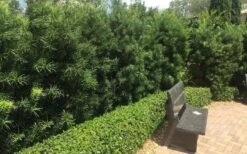 Podocarpus Macrophyllus Upright Yew - 3 Gallon Pot -Plant Lover House Shop Podocarpus Upright Yew 12 1