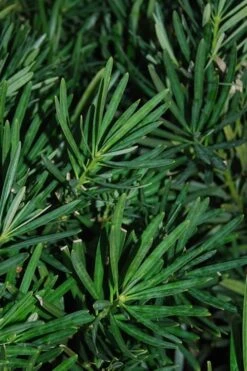 Podocarpus Macrophyllus Upright Yew - 3 Gallon Pot -Plant Lover House Shop Podocarpus Upright Yew 13 1