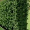 Podocarpus Macrophyllus Upright Yew - 3 Gallon Pot -Plant Lover House Shop Podocarpus Upright Yew 15 1