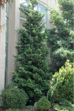 Podocarpus Macrophyllus Upright Yew - 1 Gallon Pot -Plant Lover House Shop Podocarpus Upright Yew 500x750 1