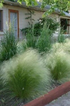 Pony Tails Mexican Feather Grass (Stipa Tennuissima) - 5 Pack Of Quart Pots -Plant Lover House Shop Ponytails Grass Mexican Feather Rev 500x750 1