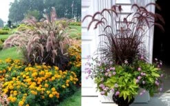 Purple Fountain Grass (Pennisetum Rubrum) - 1 Gallon Pot -Plant Lover House Shop Purple Dountain Grass Beds Containers 2