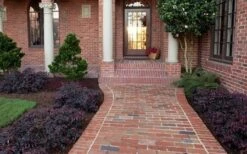 Purple Pixie Loropetalum - 6 Pack Of 1 Gallon Pots -Plant Lover House Shop Purple Pixie Loropetalum Border