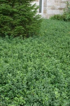 Purple Wintercreeper (Euonymus Fortunei 'Coloratus') - 6 Pack Of Pint Pots -Plant Lover House Shop Purple Wintercreeper 5 1