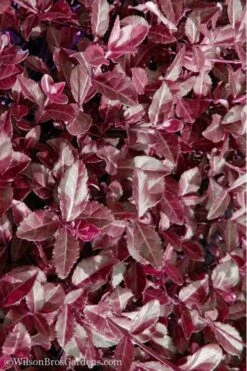Purple Wintercreeper - Euonymus Fortunei Coloratus - 10 Pack Of Pint Pots -Plant Lover House Shop Purple Wintercreeper 7 2