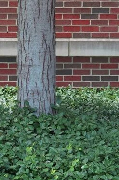 Purple Wintercreeper (Euonymus Fortunei 'Coloratus') - 6 Pack Of Pint Pots -Plant Lover House Shop Purple Wintercreeper 8 1