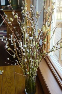White Flowering Pussy Willow - Salix Caprea - 2 Gallon Pot -Plant Lover House Shop Pussy Willow White 13