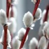 White Flowering Pussy Willow - Salix Caprea - 2 Gallon Pot -Plant Lover House Shop Pussy Willow White 2