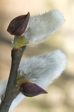 White Flowering Pussy Willow - Salix Caprea - 2 Gallon Pot -Plant Lover House Shop Pussy Willow White 3