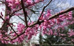 The Rising Sun Redbud Tree - 7 Gallon Pot (3-4') -Plant Lover House Shop Redbud Rising Sun 31 2