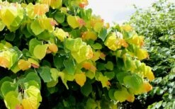 The Rising Sun Redbud Tree - 5 Gallon Pot -Plant Lover House Shop Redbud Rising Sun 33 1