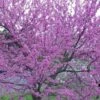 Eastern Redbud - 3 Gallon Pot 2 Eastern Redbud - 3 Gallon Pot -Plant Lover House Shop Redbud Tree Eastern 500x750 1
