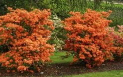 Gibraltar Azalea (Rhododendron) - 3 Gallon Pot -Plant Lover House Shop Rhododendron Gibraltar 1